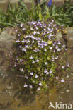 Ivy-leaved Toadflax (Cymbalaria muralis)