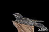 European Nightjar (Caprimulgus europaeus)