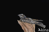 European Nightjar (Caprimulgus europaeus)