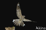 European Nightjar (Caprimulgus europaeus)