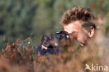 Nationaal Park Dwingelderveld