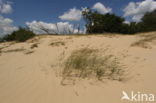 Nationaal Park Loonse en Drunense Duinen