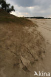 National Park Loonse en Drunense Duinen