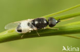 fen snout (Nemotelus pantherinus)