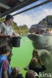 Nijlpaard (Hippopotamus amphibius)