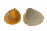 Smooth Cockle (Laevicardium crassum)