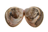 Smooth Cockle (Laevicardium crassum)