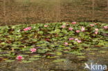 Nymphaea marliacea (Nymphaea marliacea)