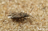 Nysius ericae