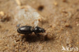 Oevergravertje (Dyschirius aeneus)