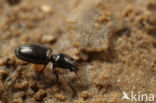 Oevergravertje (Dyschirius aeneus)