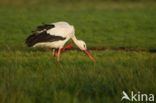 Ooievaar (Ciconia ciconia)