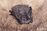 Brandt s bat (Myotis brandti)