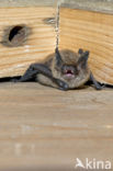 Brandt s Bat (Myotis brandtii)