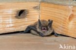 Brandt s Bat (Myotis brandtii)