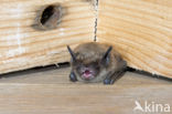 Brandt s Bat (Myotis brandtii)