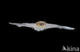 Brandt s Bat (Myotis brandtii)