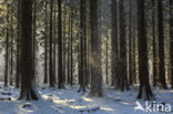 Eastern Hemlock (Tsuga canadensis)