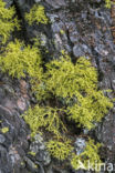 Yellow-green Lowland Reindeer Lichen (Cladina portentosa)