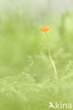 Mycena acicula