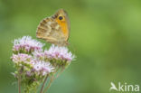 Oranje zandoogje (Pyronia tithonus)