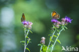 Oranje zandoogje (Pyronia tithonus)