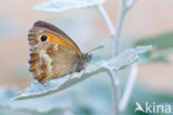 Oranje zandoogje (Pyronia tithonus)