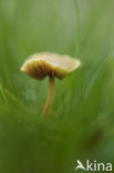 Oranjegeel trechtertje (Rickenella fibula)