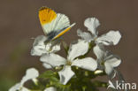 Oranjetipje (Anthocharis cardamines)