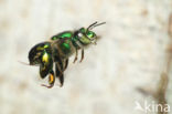 Euglossa sp.