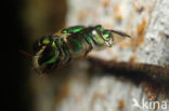 Euglossa sp.