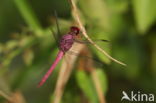 Orthemis discolor