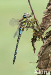 Paardenbijter (Aeshna mixta)