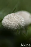 Common puffball (Lycoperdon perlatum)