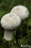 Common puffball (Lycoperdon perlatum)