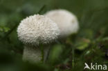 Common puffball (Lycoperdon perlatum)