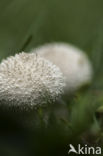 Common puffball (Lycoperdon perlatum)