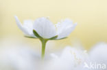 Northern Grass-of-parnassus (Parnassia palustris)