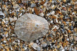 Rayed Mediterranean limpet (Patella caerulea)