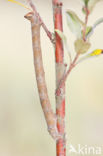 Peppered Moth (Biston betularia)