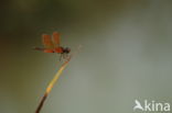 Perithemis mooma