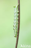 Perzikkruiduil (Melanchra persicariae)