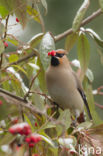 Bohemian Waxwing (Bombycilla garrulus)