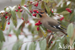 Bohemian Waxwing (Bombycilla garrulus)