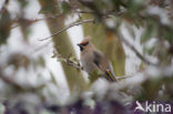 Bohemian Waxwing (Bombycilla garrulus)