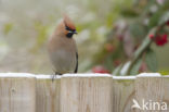 Pestvogel (Bombycilla garrulus)