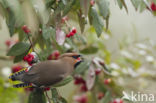 Bohemian Waxwing (Bombycilla garrulus)