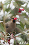 Pestvogel (Bombycilla garrulus)