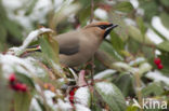 Bohemian Waxwing (Bombycilla garrulus)