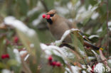 Pestvogel (Bombycilla garrulus)